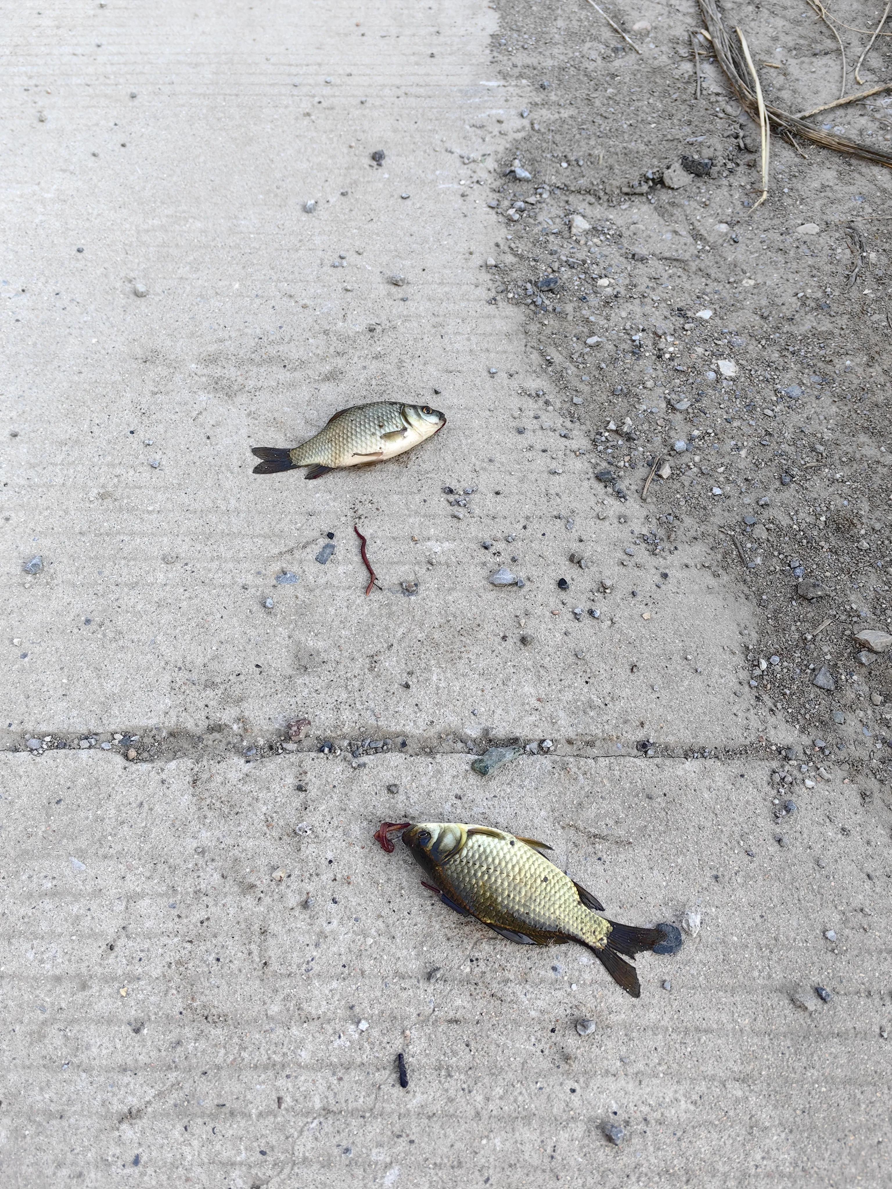 明大大原声,明大大记录生活