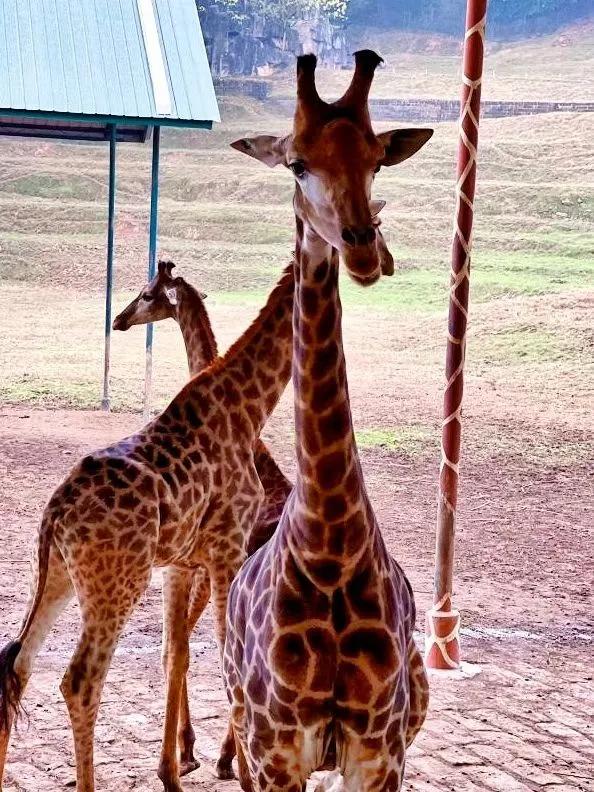 重庆乐和乐都野生动物园一日游,重庆野生动物园攻略一日游