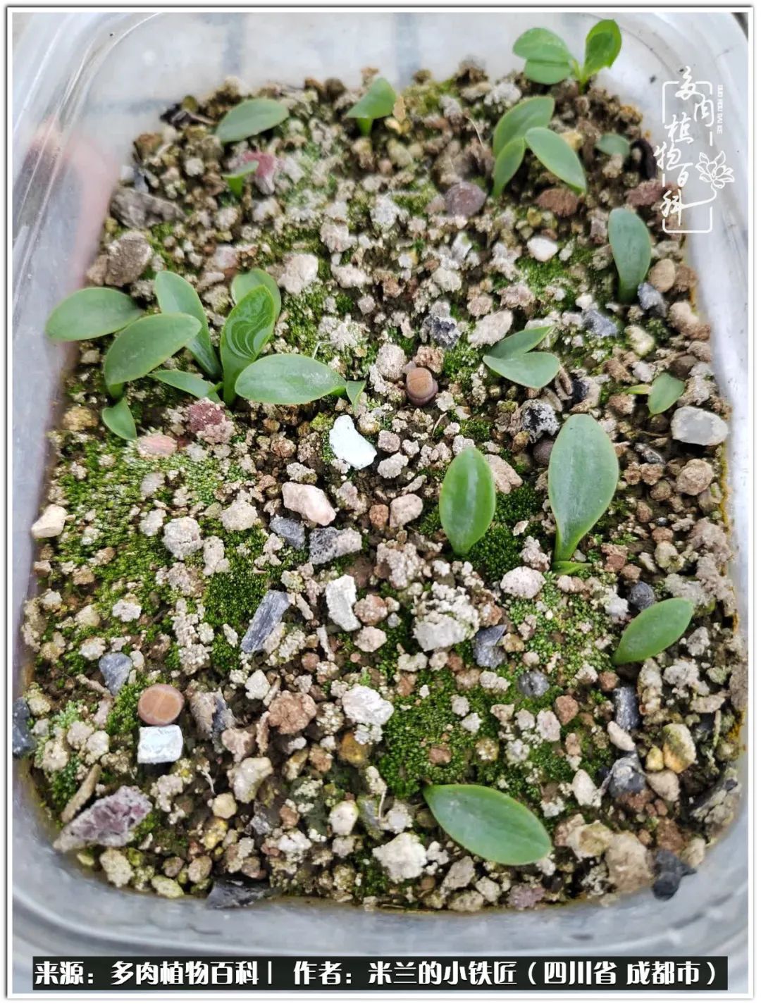 生石花好养吗怎么养护的,生石花的养殖方法和注意事项