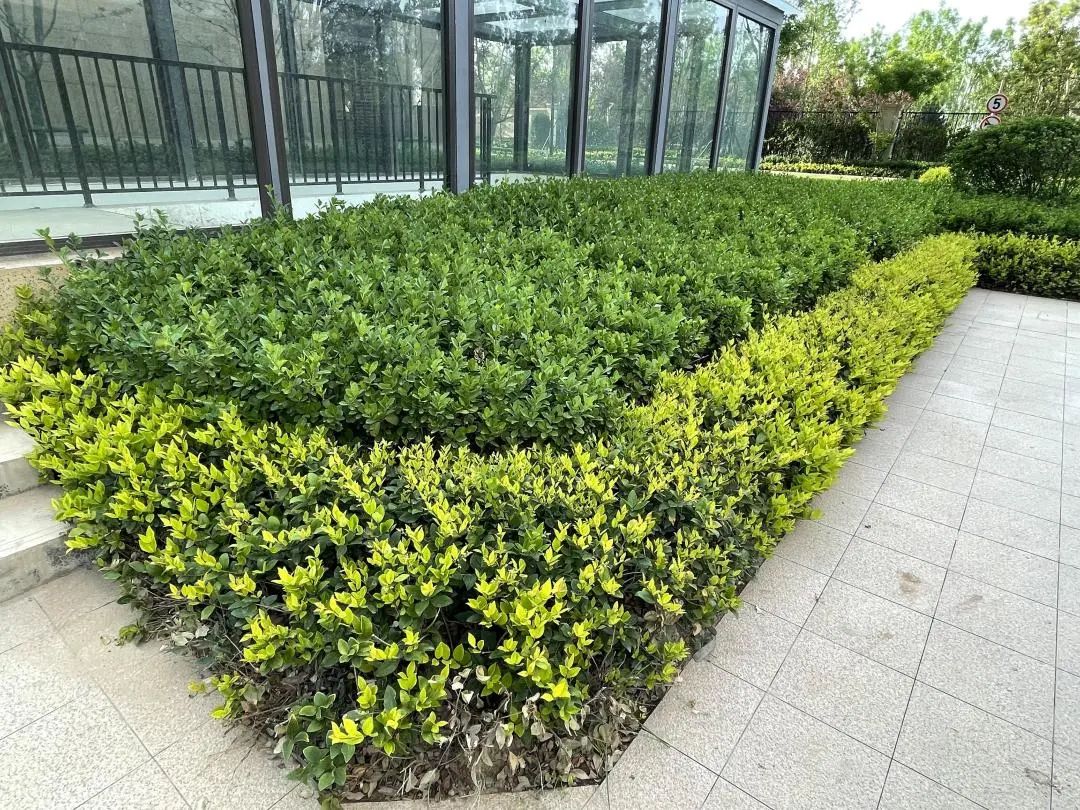 真香的全运村，算不算西安交房天花板|房哥验房报告41期