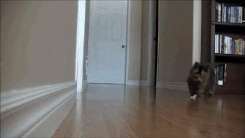 猫咪夜晚总是进进出出卧室，该怎么办？