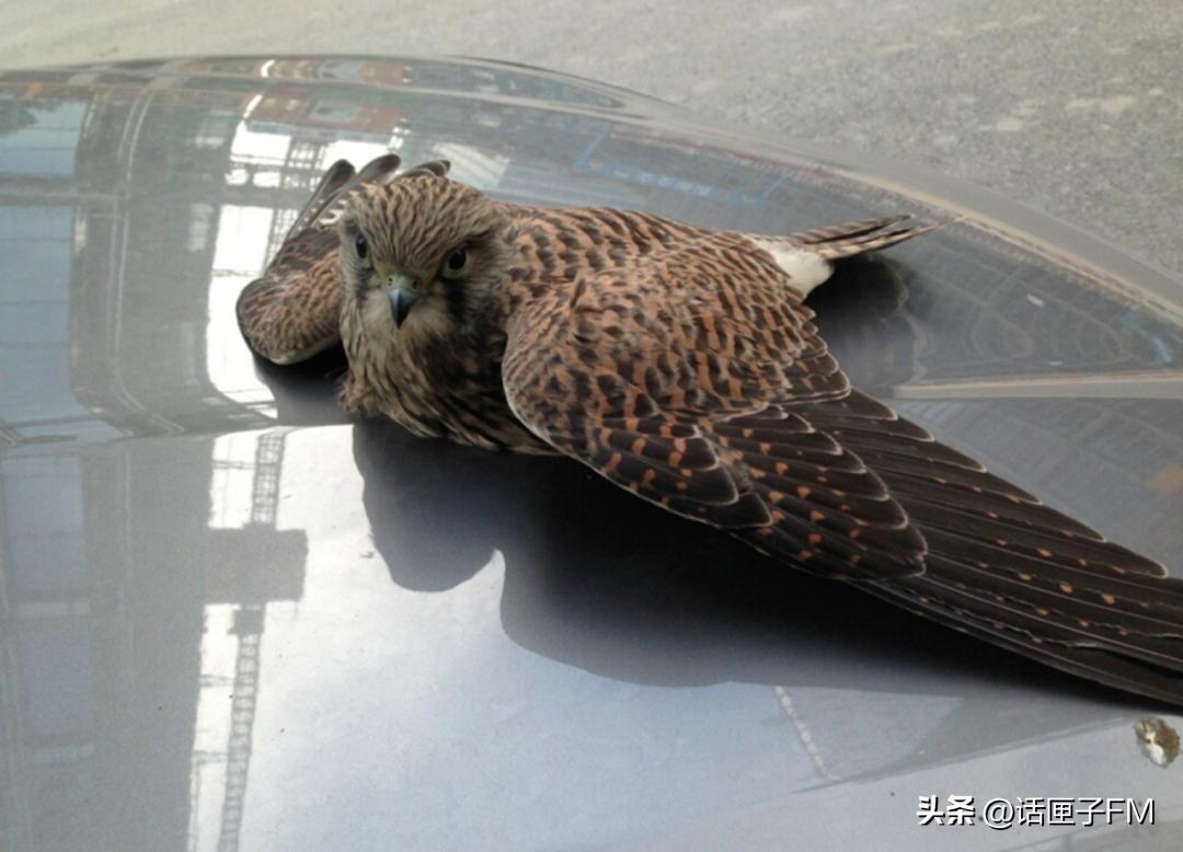 这种花花绿绿的贴纸在上海流行，警示对象不是人类？