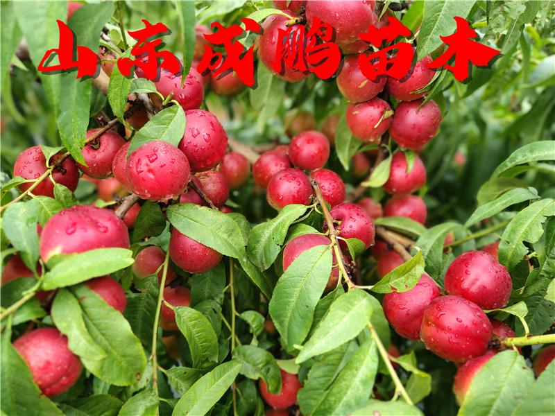 好品质大树苗批发,软石榴树苗哪里买