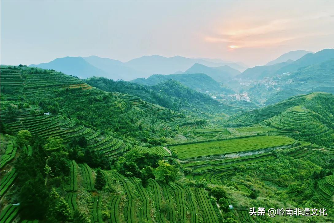 安溪铁观音茶文化,茶文化铁观音