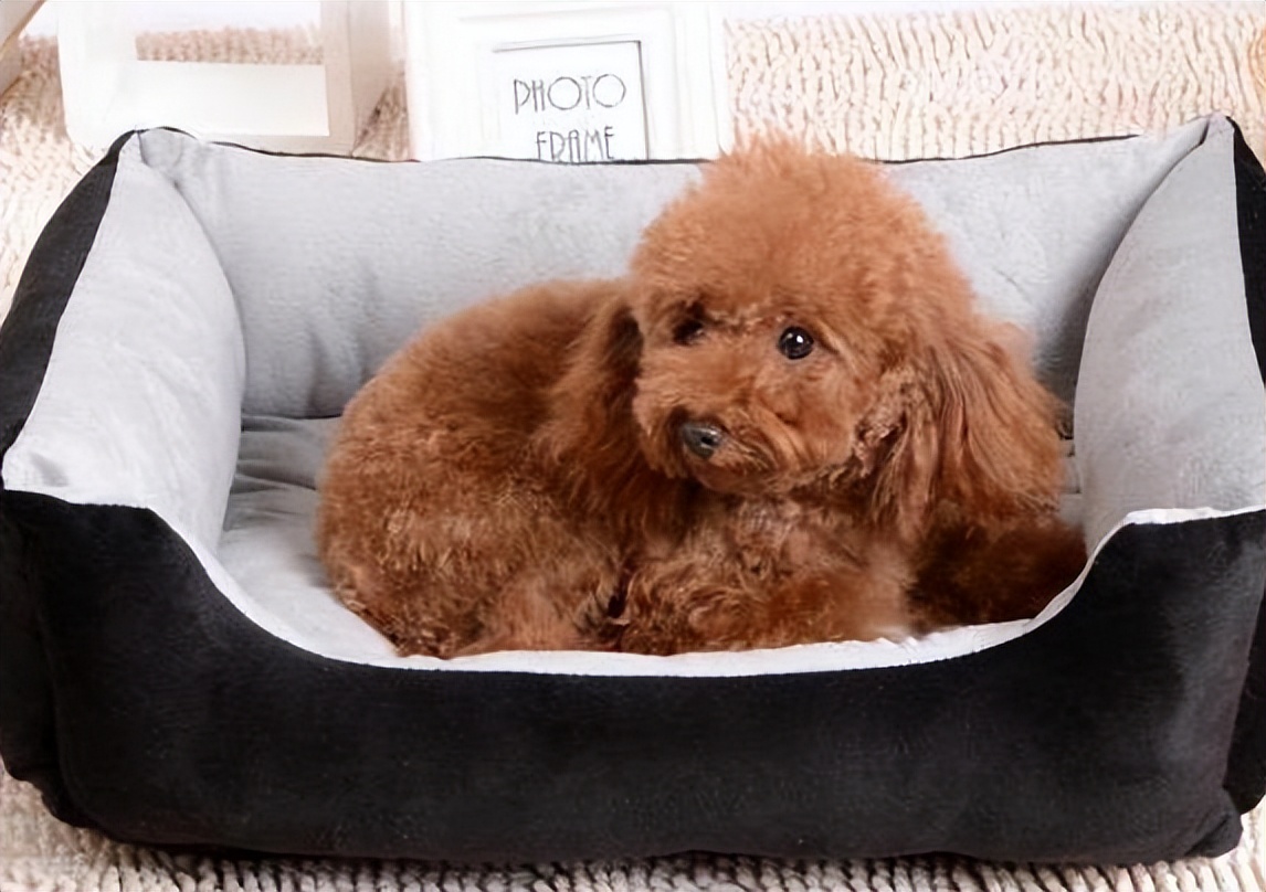 泰迪暗示主人的表现,泰迪睡觉可以打扰他吗