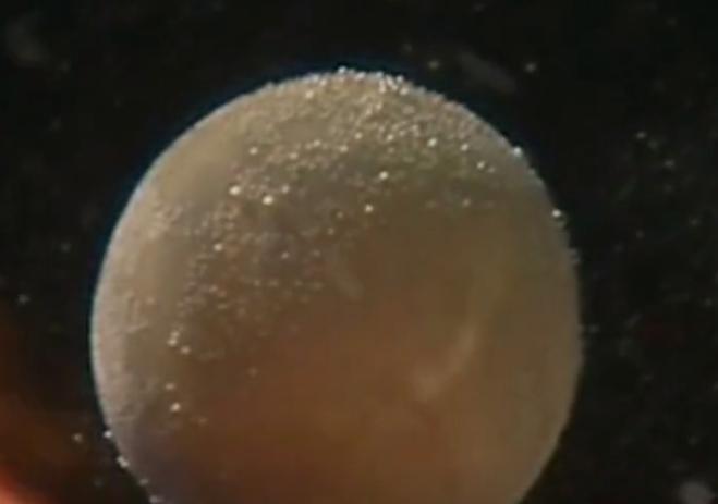 小伙雪夜救人获赠一颗“小泥丸”，遗忘杂物间，38年后被估值两亿