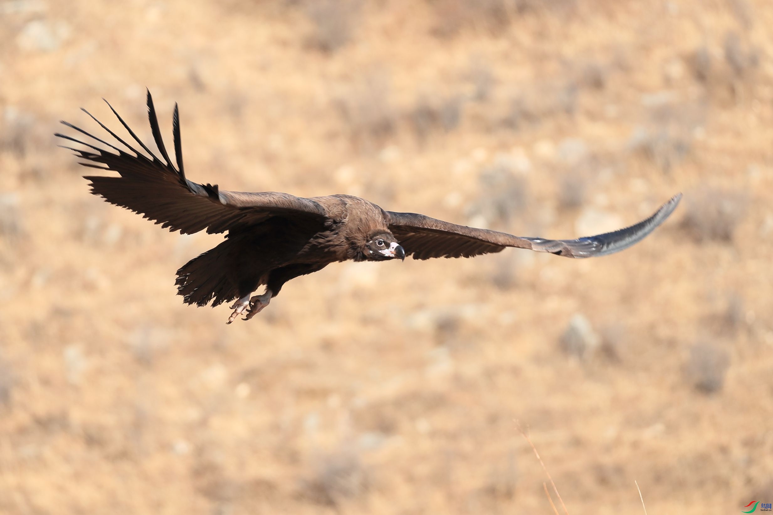 为啥秃鹫只吃腐肉不吃活物,秃鹫为什么不吃活物只吃腐肉