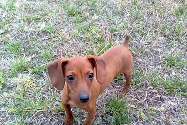 小鹿犬身上皮屑是怎么回事,小鹿犬身上尾巴上皮屑怎么治疗