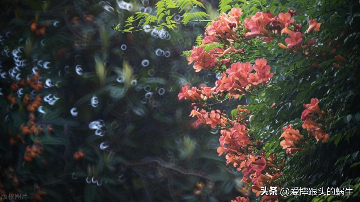 夏日里盛开的凌霄花,绚烂开放的凌霄花