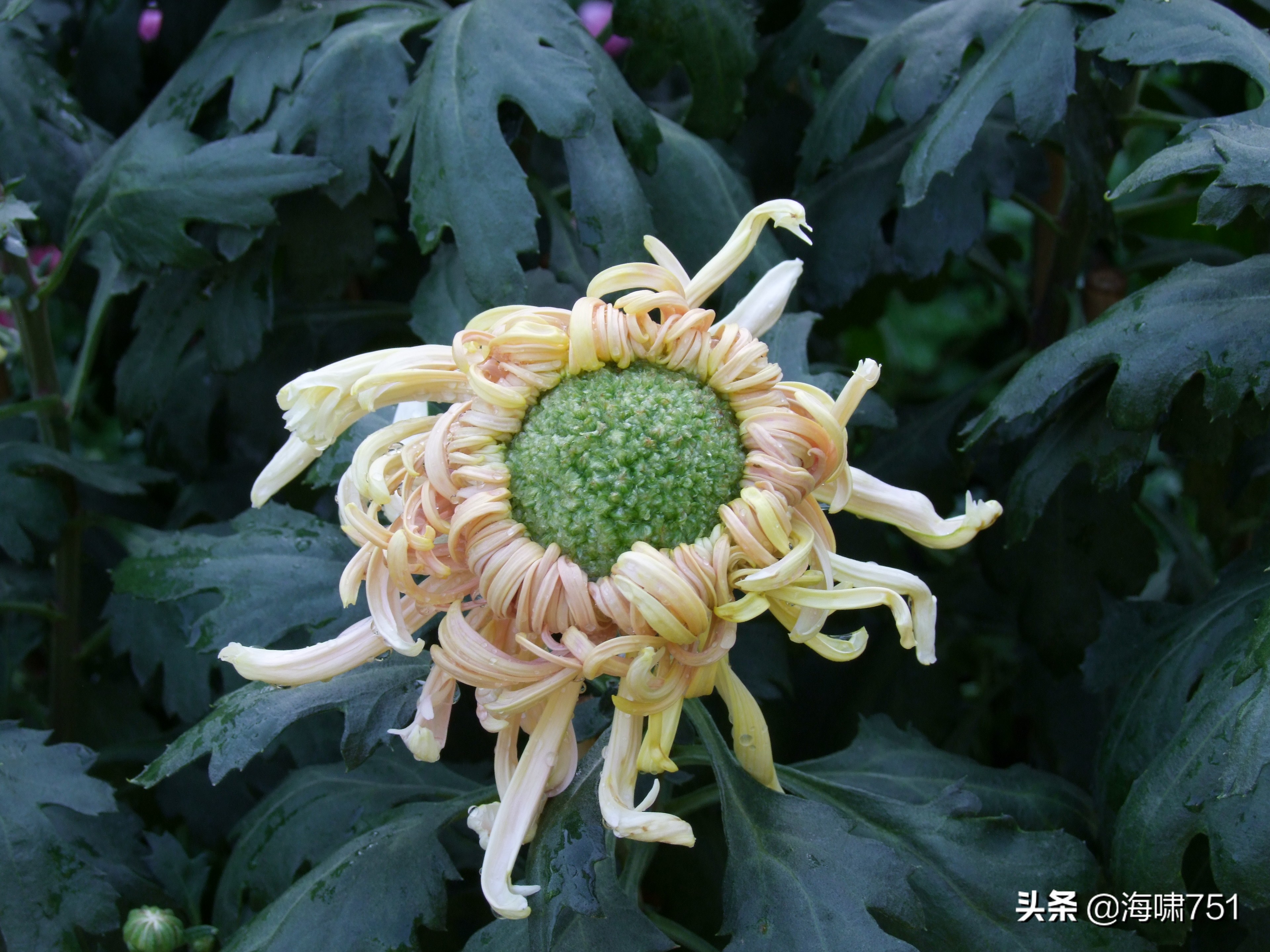 黄花岗公园开放时间,黄花岗公园停车