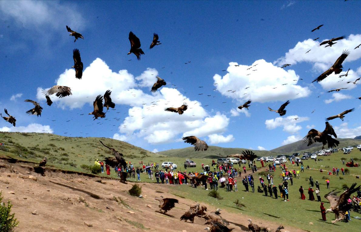 河北出现大鸟喜鹊追随,河北上空惊现大鸟原视频