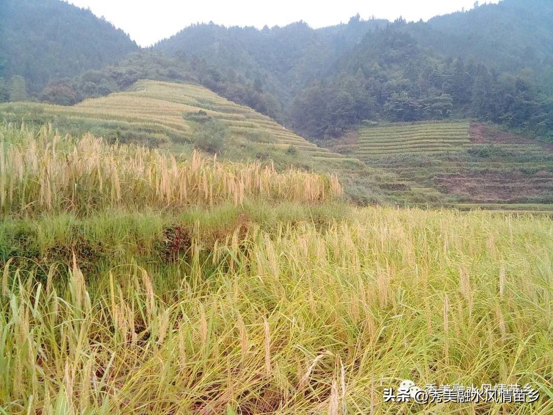 【献礼70周年县庆·人物访谈篇之六十七】莫彩萍：从外地媳妇到村支书带领全村脱贫致富