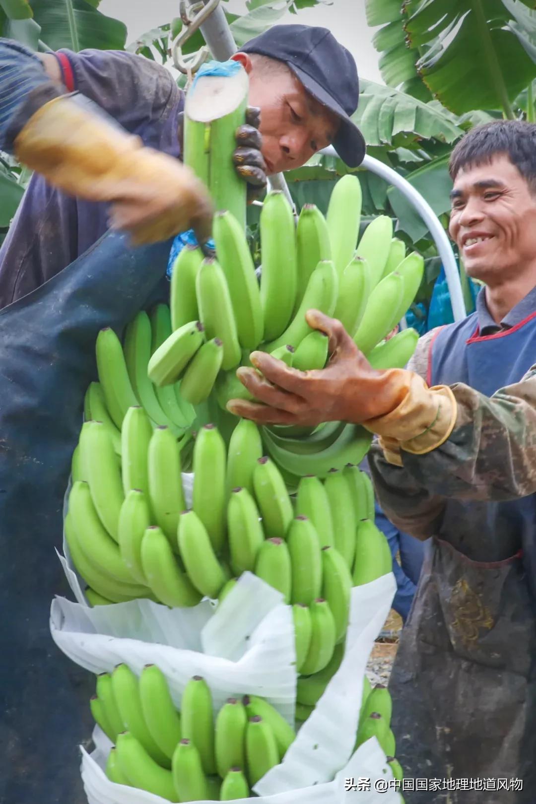 广西水果产量连续五年全国第一,广西和陕西谁才是水果第一大省