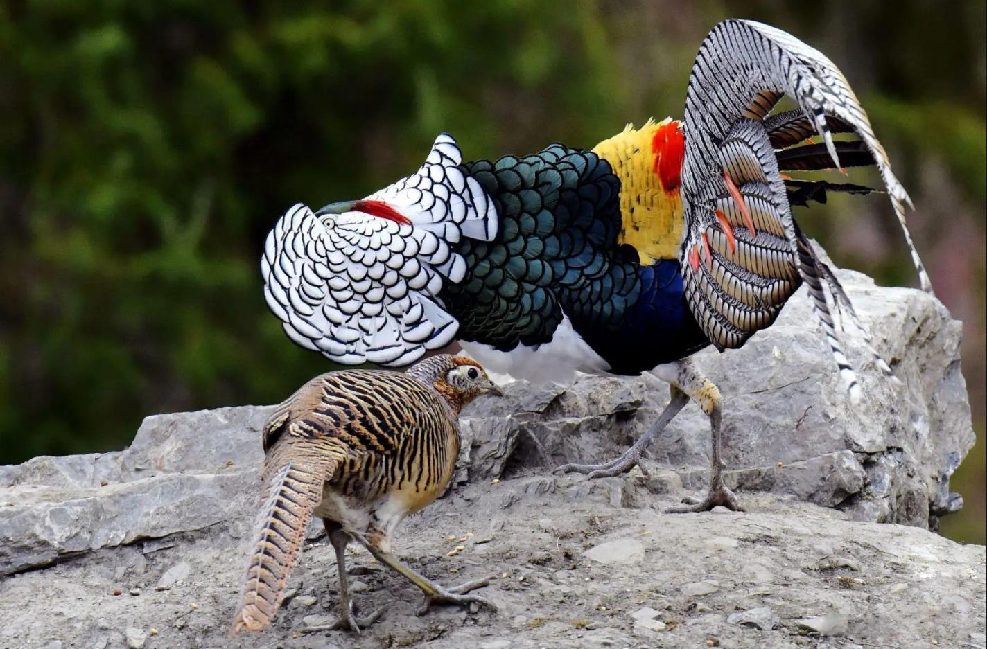 成都凤凰山上有野生动物,四川原始森林里有神秘动物