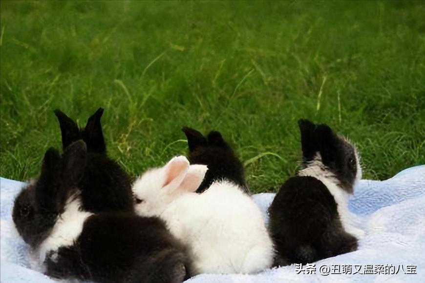 兔子感冒后怎么办,兔子几天不喂食会死