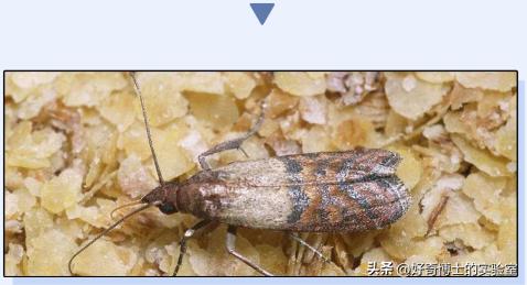 密密麻麻又小又黄的颗粒是虫卵吗,家里褐色小颗粒是什么虫卵