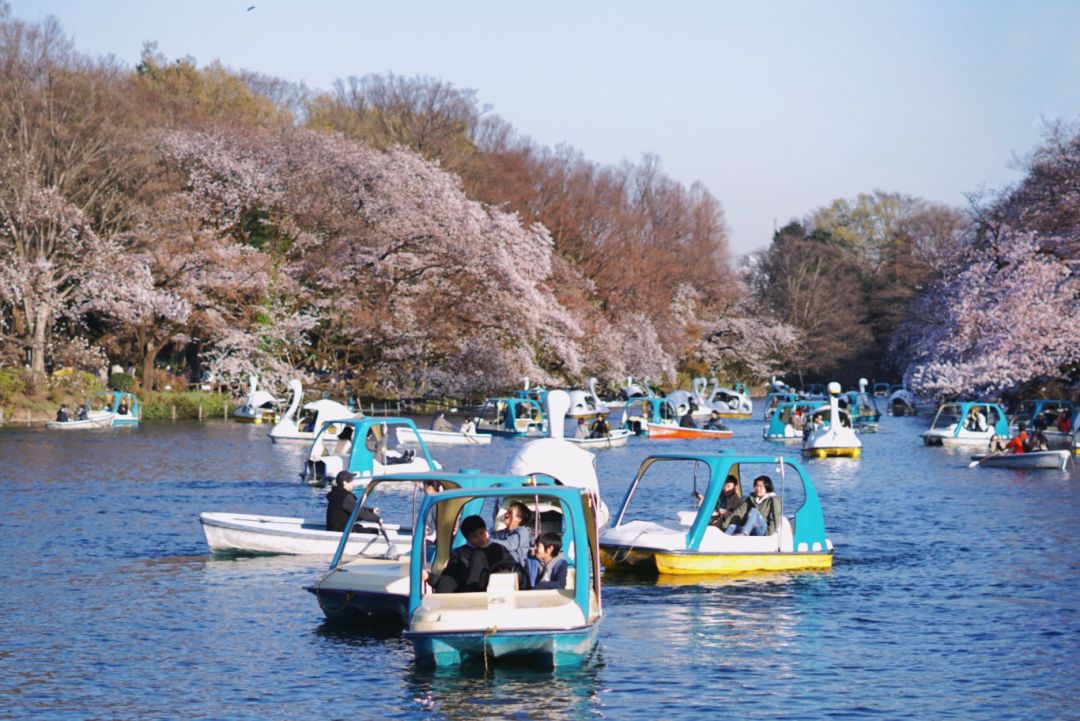 今年日本樱花还能看吗,日本4月底还有樱花看吗