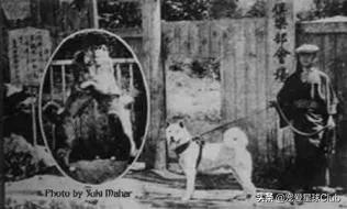 忠犬八公里秋田犬,秋田犬vs八忠犬