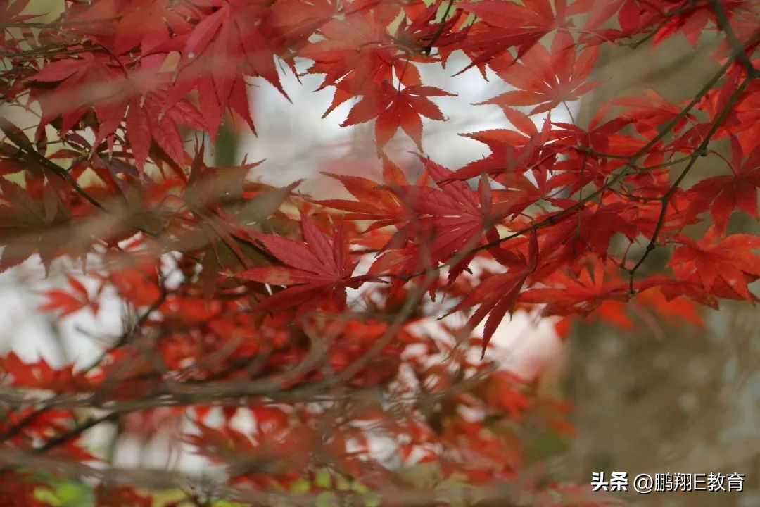 绵阳职业技术学院好不好考,报考绵阳职业技术学院