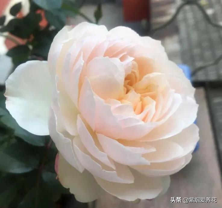 哪些月季仙气十足,又美又香的月季品种