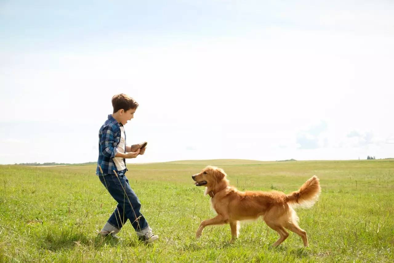 聪明的贝利，表明了动物与人之间的羁绊，表明动物也是有生命的