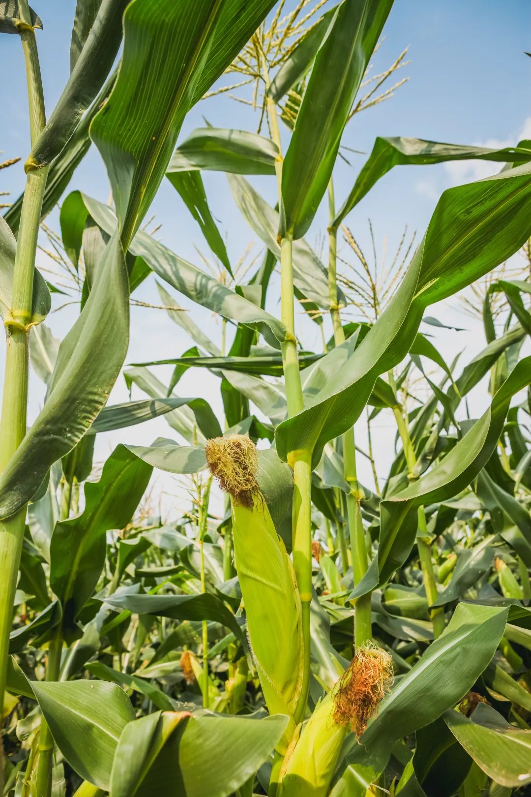 稻梦空间乡村生态观光园,稻梦空间采摘园