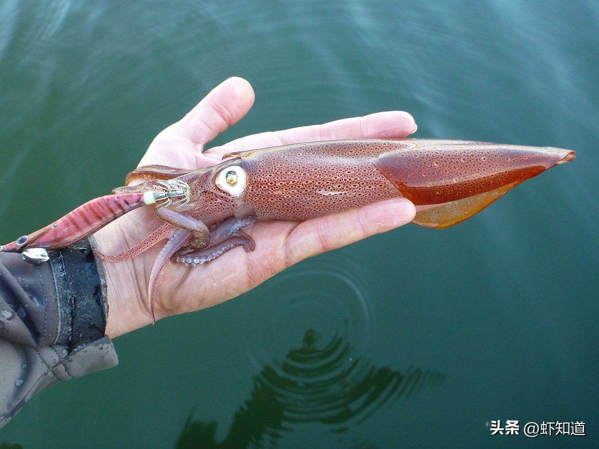 墨鱼乌贼章鱼鱿鱼到底有什么区别,八爪鱼章鱼鱿鱼墨鱼乌贼的区别