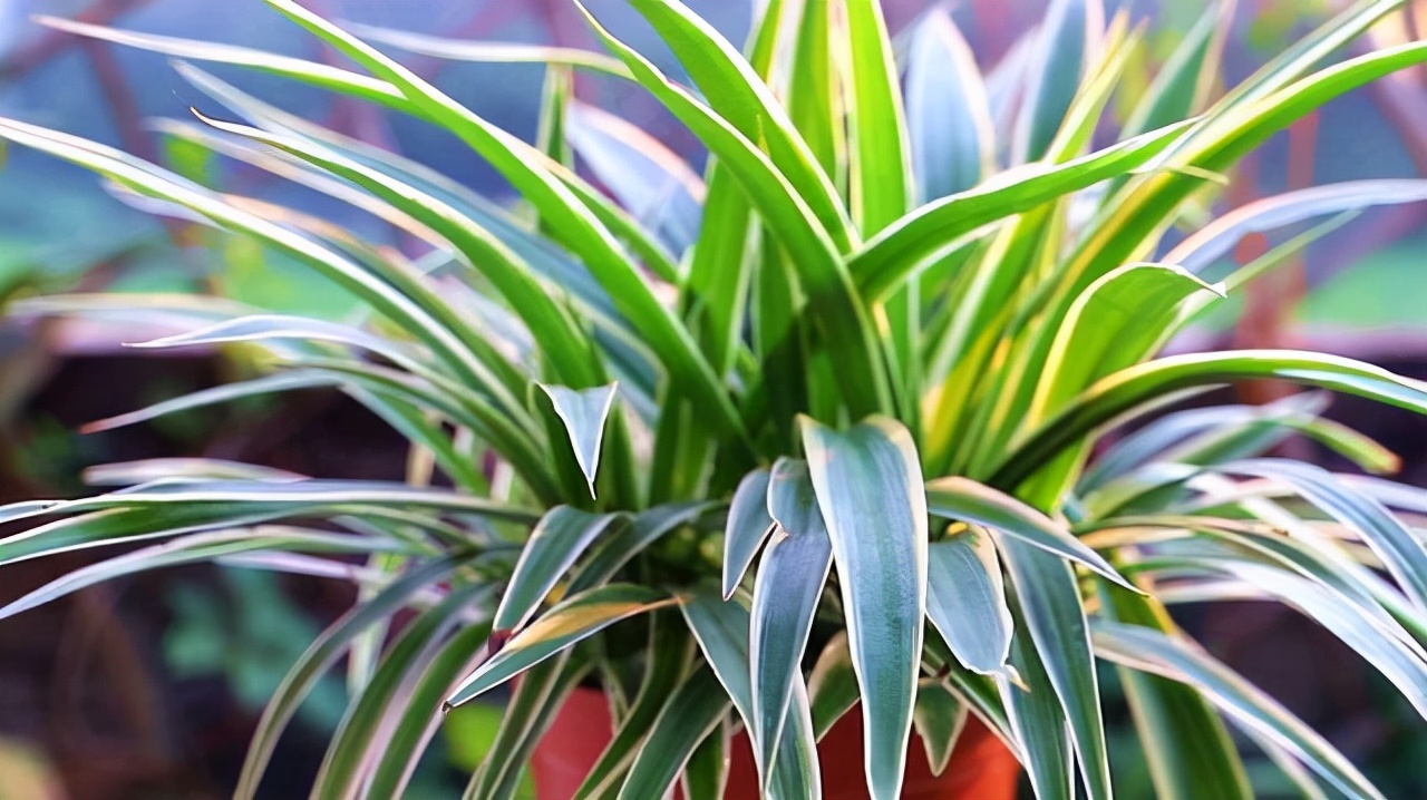 家里不能养的10种花,家里不能养的四种花