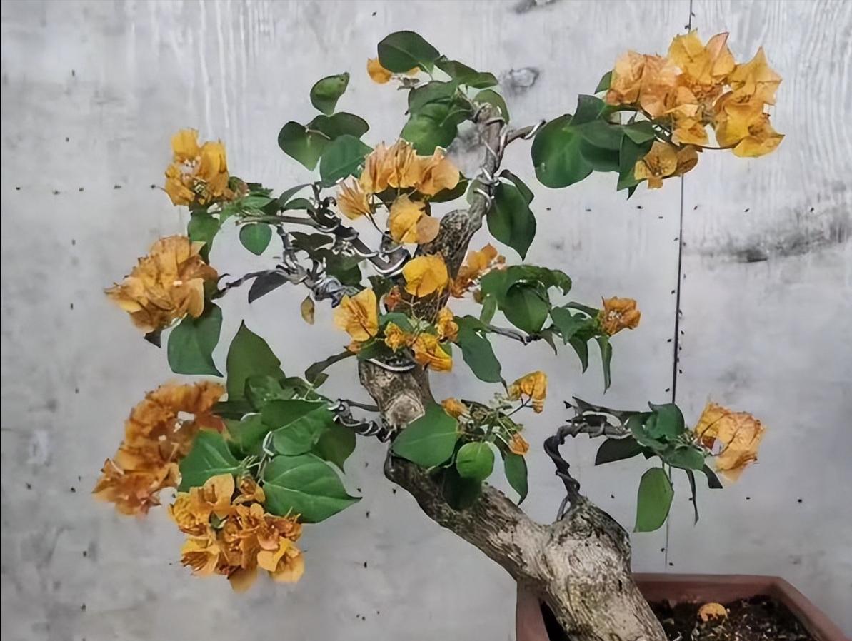 养桩,养盆景桩全部用河沙可以吗