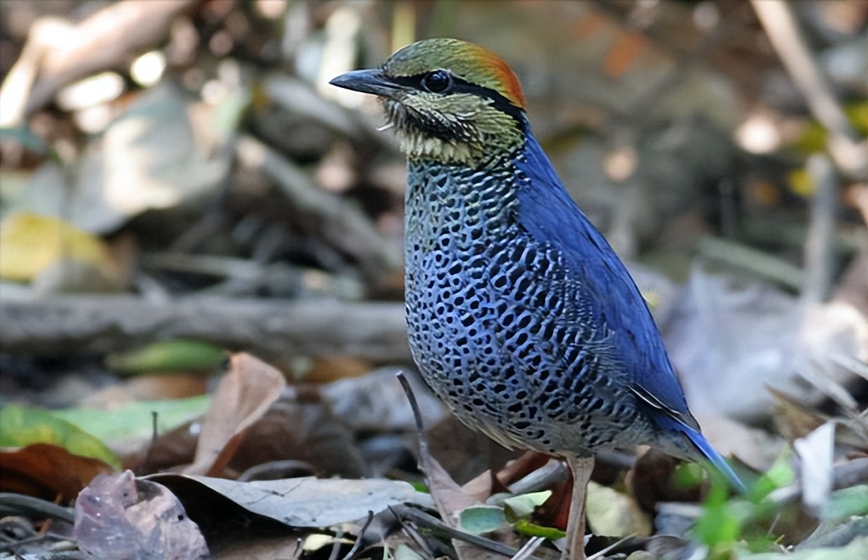 50张最佳鸟类摄影作品,鸟儿大全大图