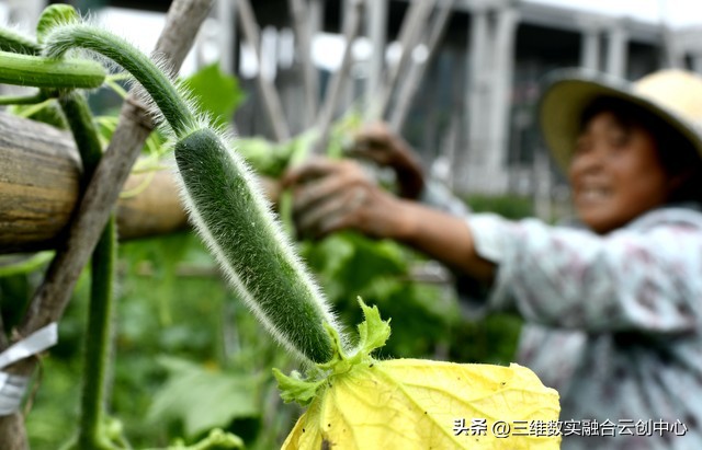 新型家庭农场的致富路,家庭农场的发展红利又将迎来高潮