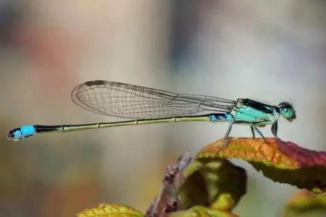 郭沫若名言把书读活,郭沫若经典语录摘录大全