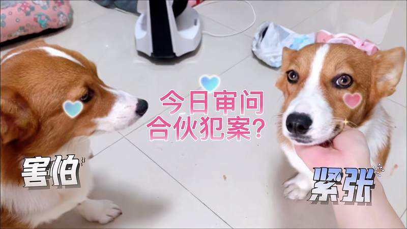 上班族适合养的狗,什么狗最合适小学生新手养也便宜