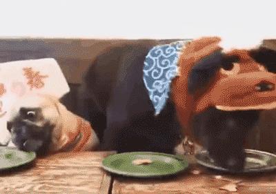 哪类狗狗忠诚度高又聪明,对主人最忠诚的狗狗排名榜凶猛犬