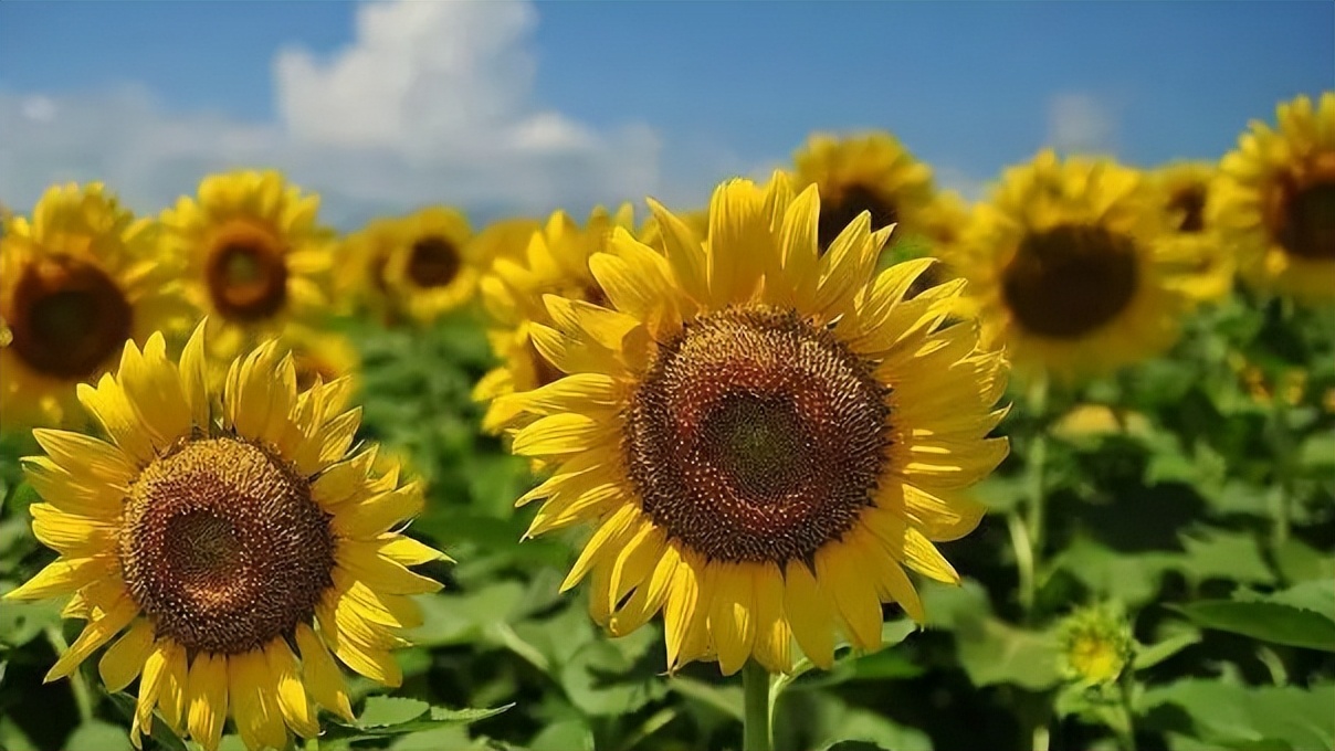 通过对向日葵中重金属含量的研究,进一步了解其种子发芽的特性