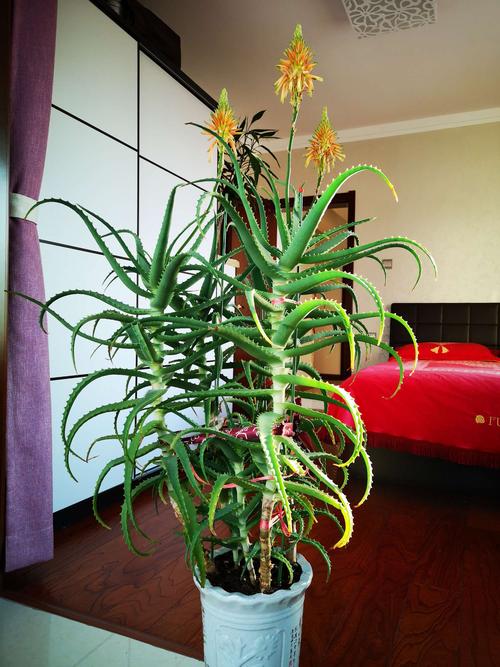 十大养不死的大型花,十大室外最好养活的花高大