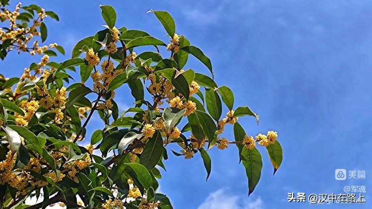 南峰心声,南峰情头