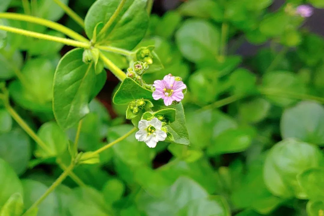 根类食物大全 (5种根菜类的食材)