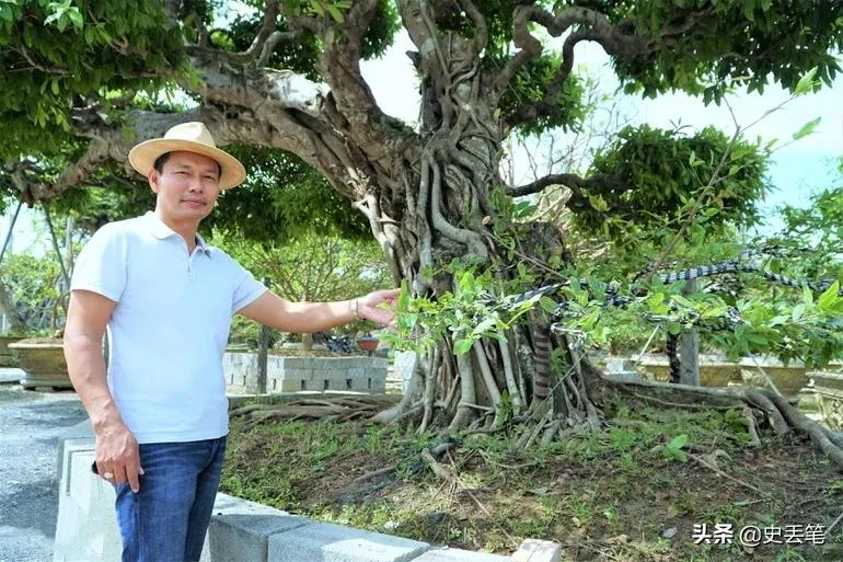 2012年他花9万买下一棵老榕树，结果10年后出价105万都不肯卖