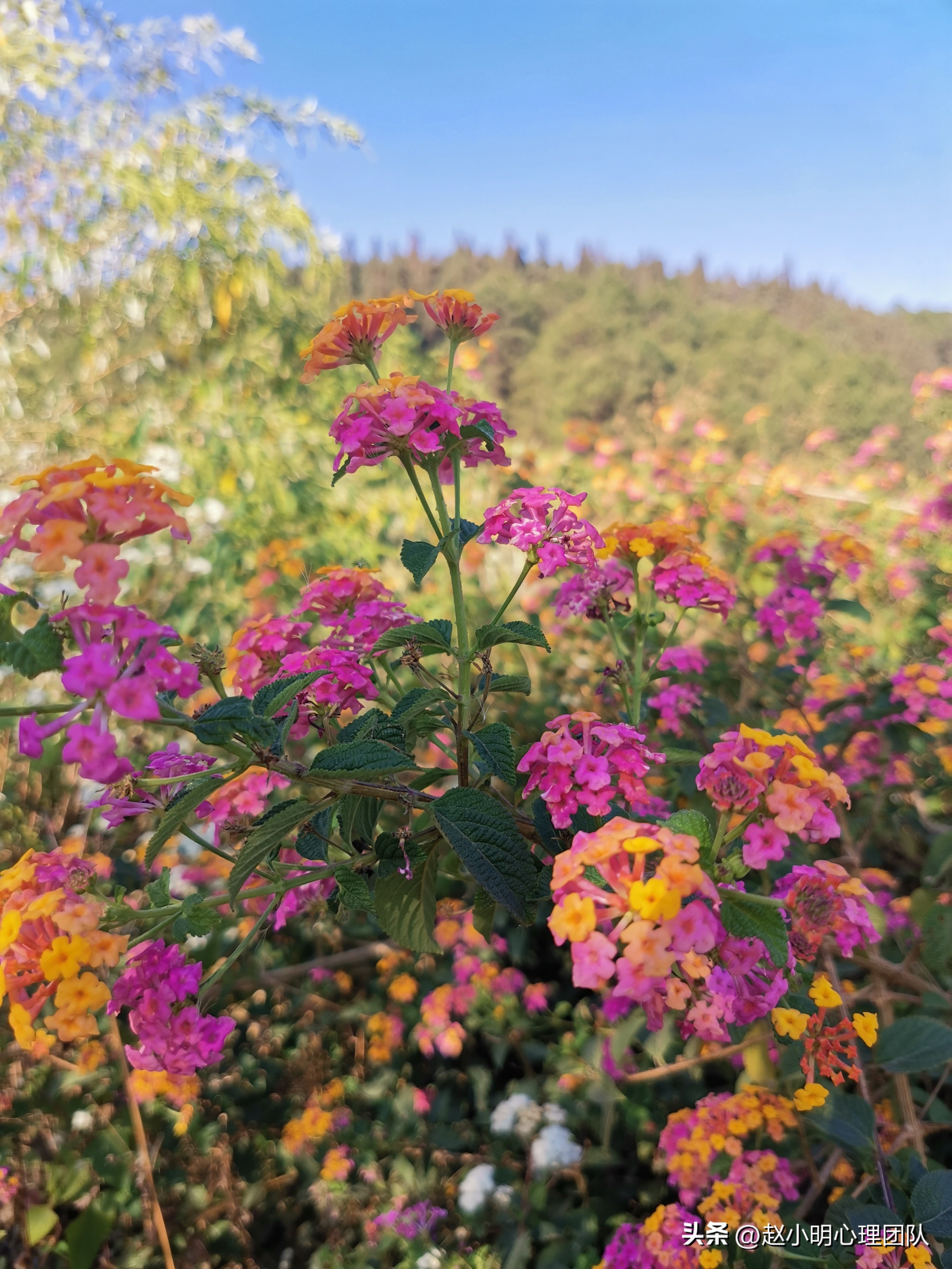 别再乱参加培训了，看小明老师几句话为你揭秘家庭治疗的不二法门