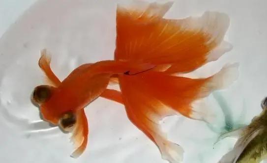 各种漂亮鱼的名称及图片,漂亮可爱的海水观赏鱼