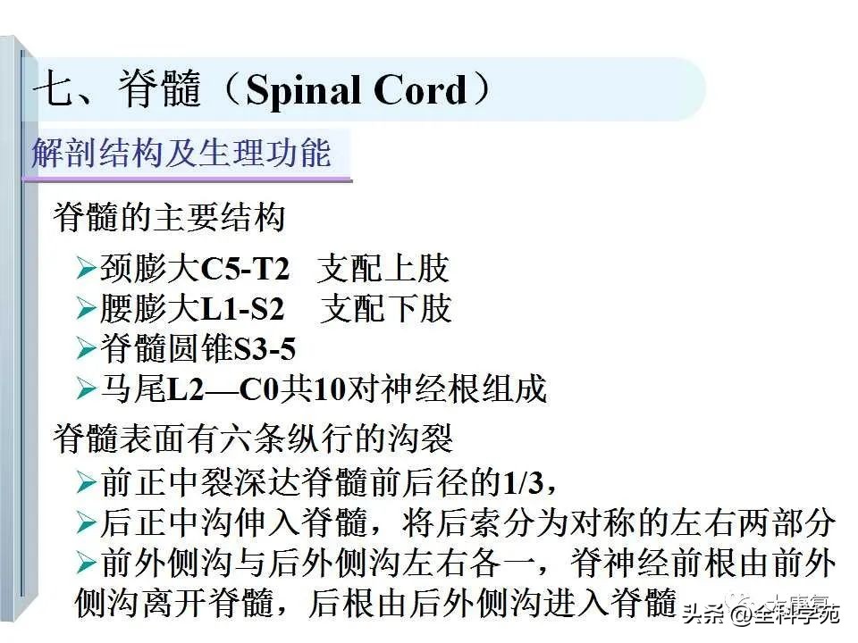 神经系统的影像与解剖定位,最全神经解剖图