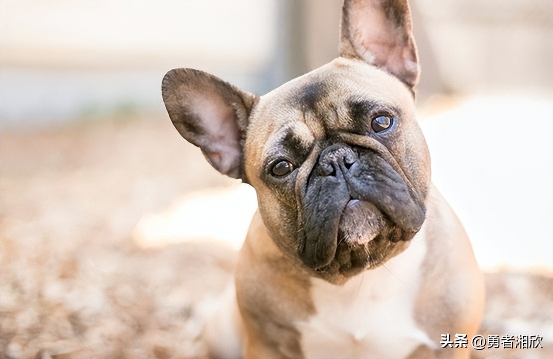 常见的20种宠物狗的介绍图片,最可爱的十种宠物狗种类