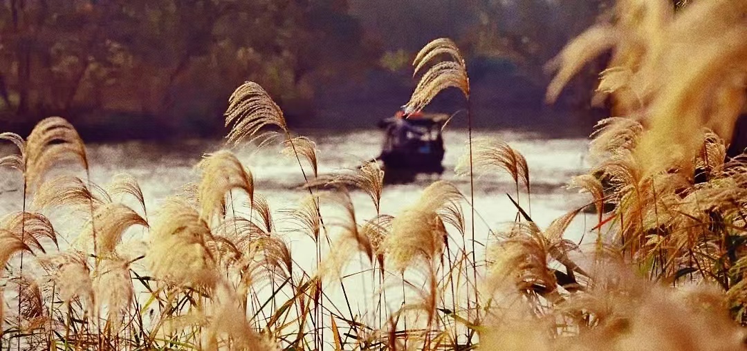 「平原旧事小说连载」居家读书，将多年前发表的故乡旧事整理出来