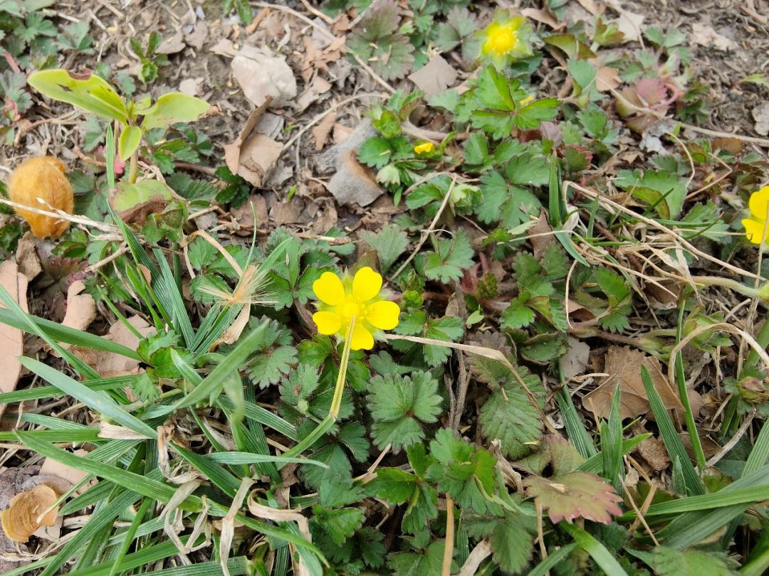 鐩哥害鍐滃ぇ,鐩歌仛浜戠鐩哥害鍐滃ぇ