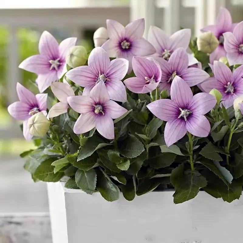 原创花卉作品·桔梗花·花中处士，不慕繁华。已然成为园林新宠。