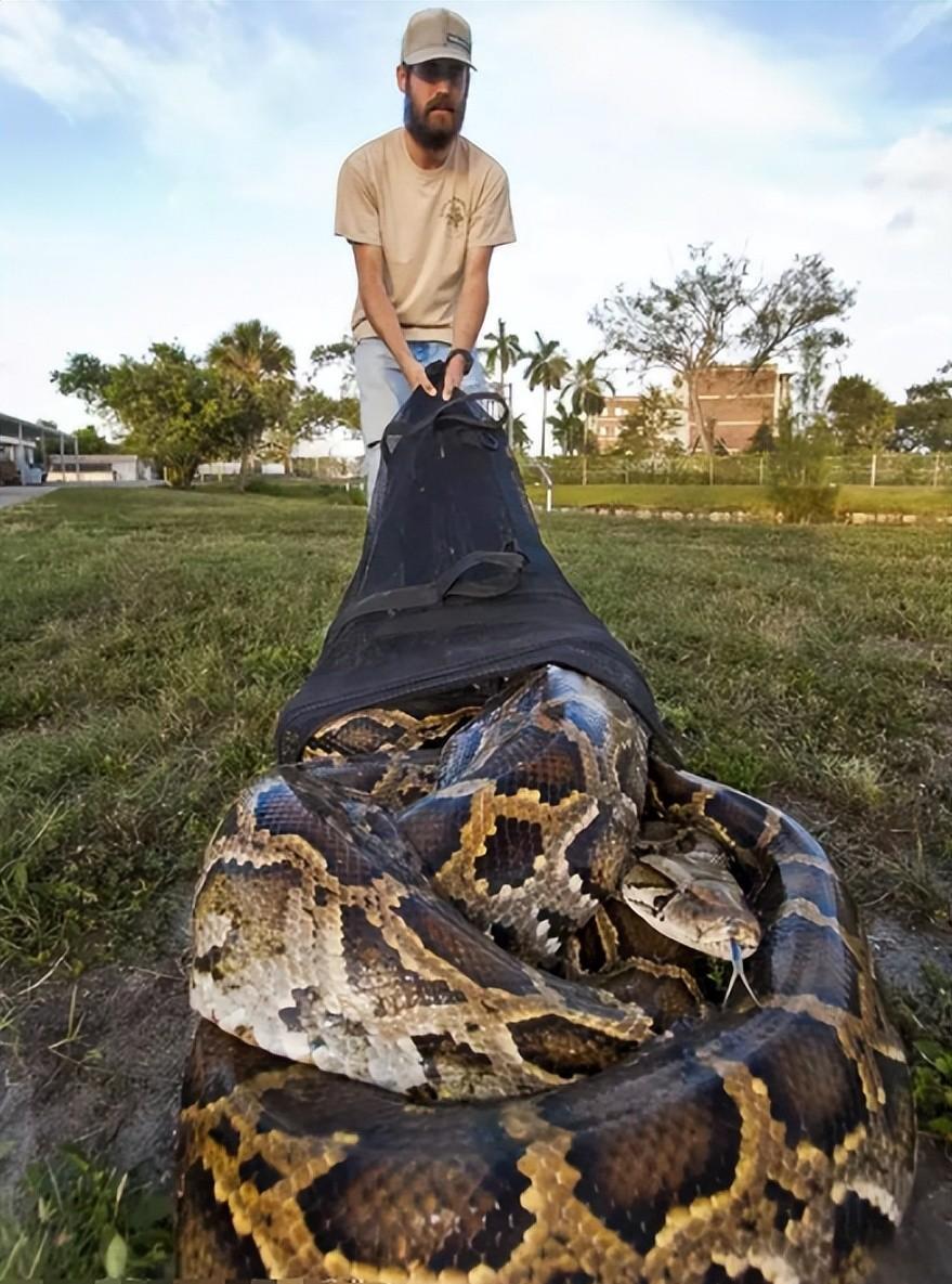 美洲豹捕杀鳄鱼为什么咬背部脖子,美洲豹捕杀鳄鱼压住鳄鱼