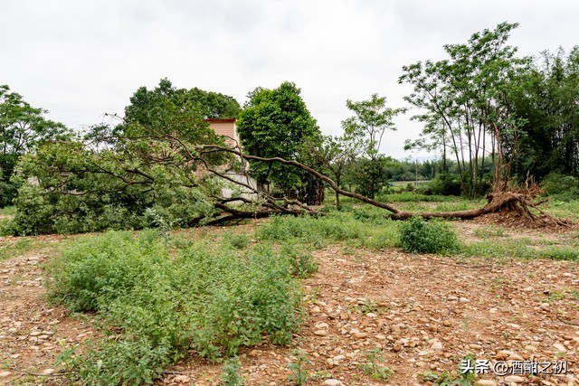 乡土青春小说,乡土小说农村爱情现代