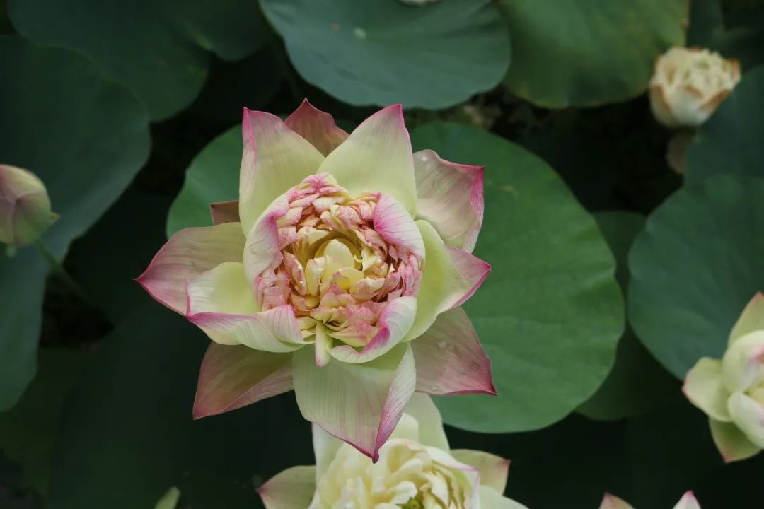 绝美的荷花品种大全图集,超好看荷花品种大型荷花