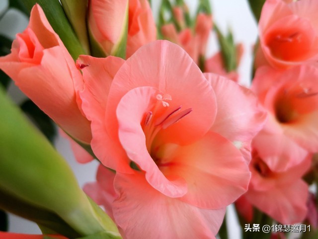 剑兰花最美图片,剑兰花的摄影图片